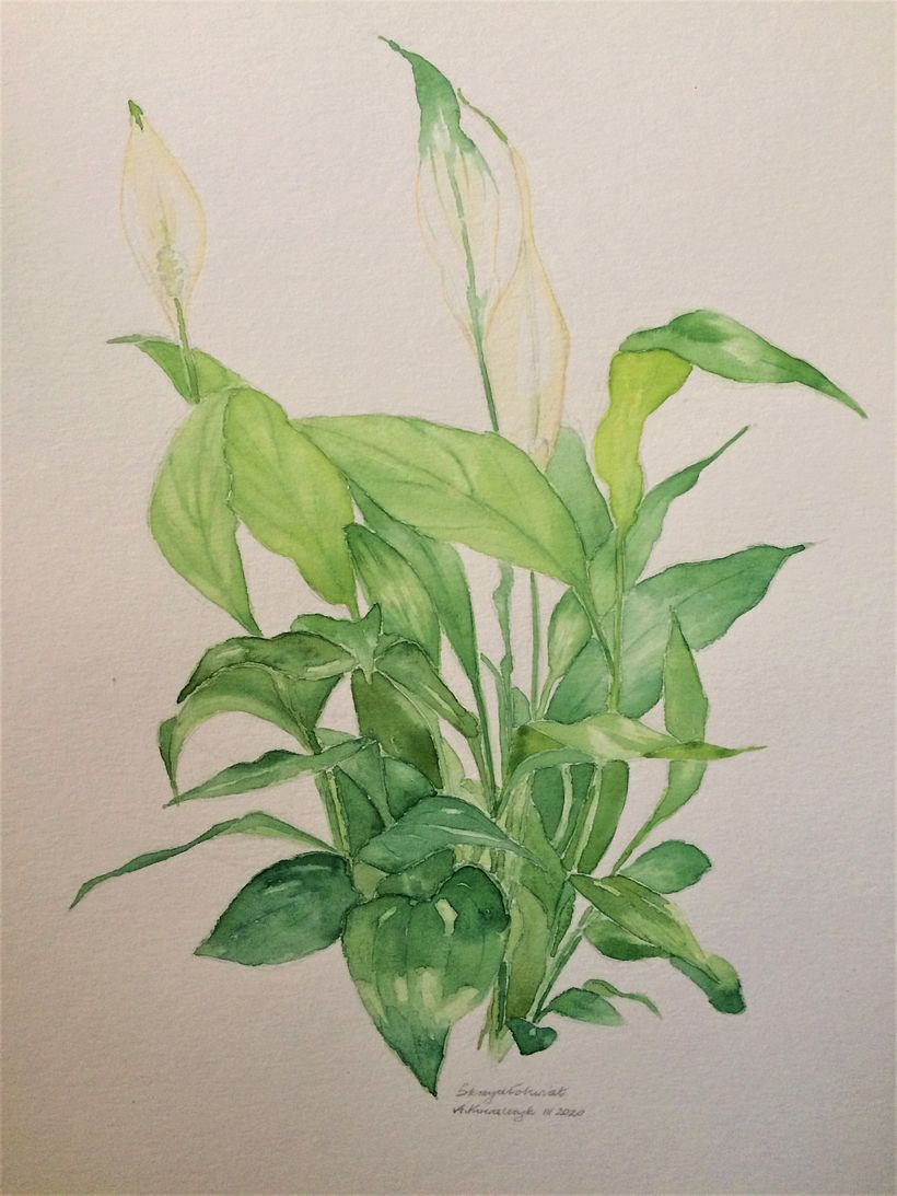 Spathiphyllum.