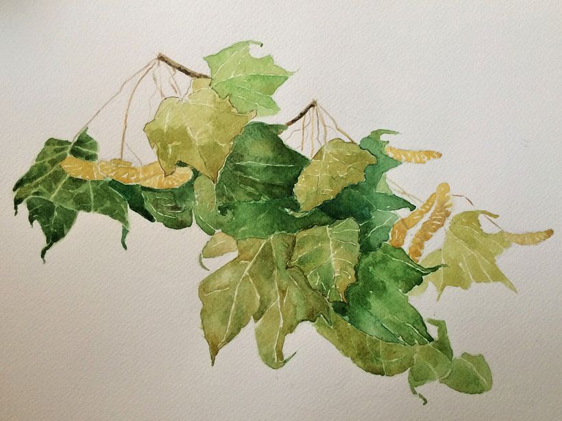 Dry maple tree leaves. 