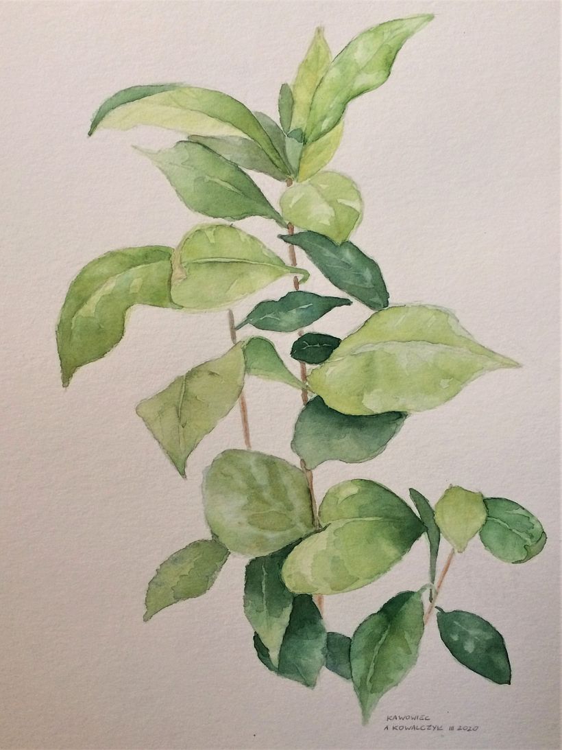 Coffee plant. 