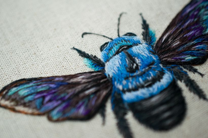 Blue Carpenter Bee 1