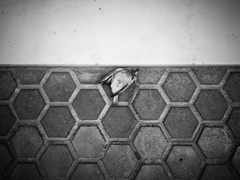 Proyectos de fotografía documental: D'ont stop the party 11