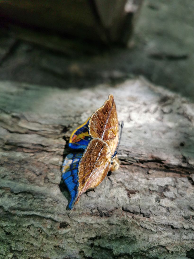 Butterflies 0