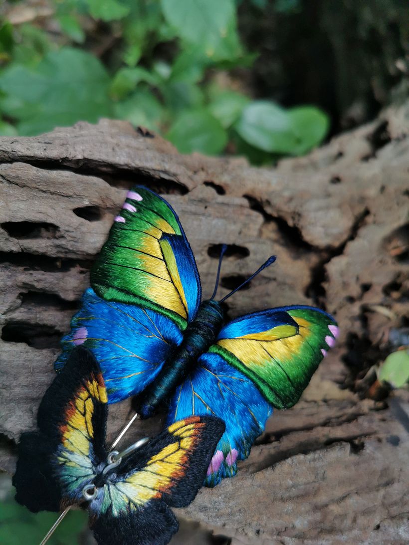 Butterflies 5