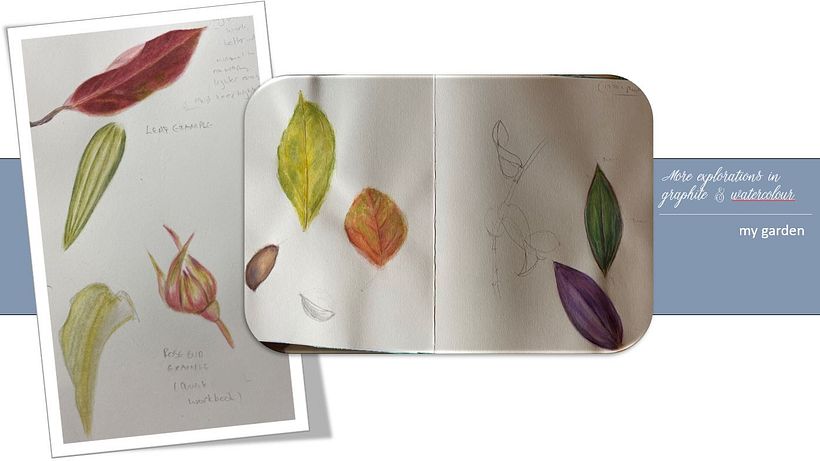 My projects in Botanical Watercolor Sketchbook course 4