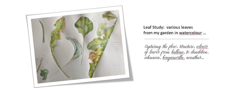 My projects in Botanical Watercolor Sketchbook course 2