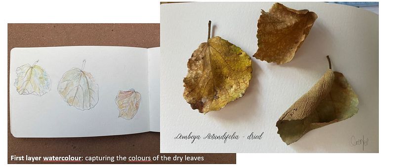 My projects in Botanical Watercolor Sketchbook course 1