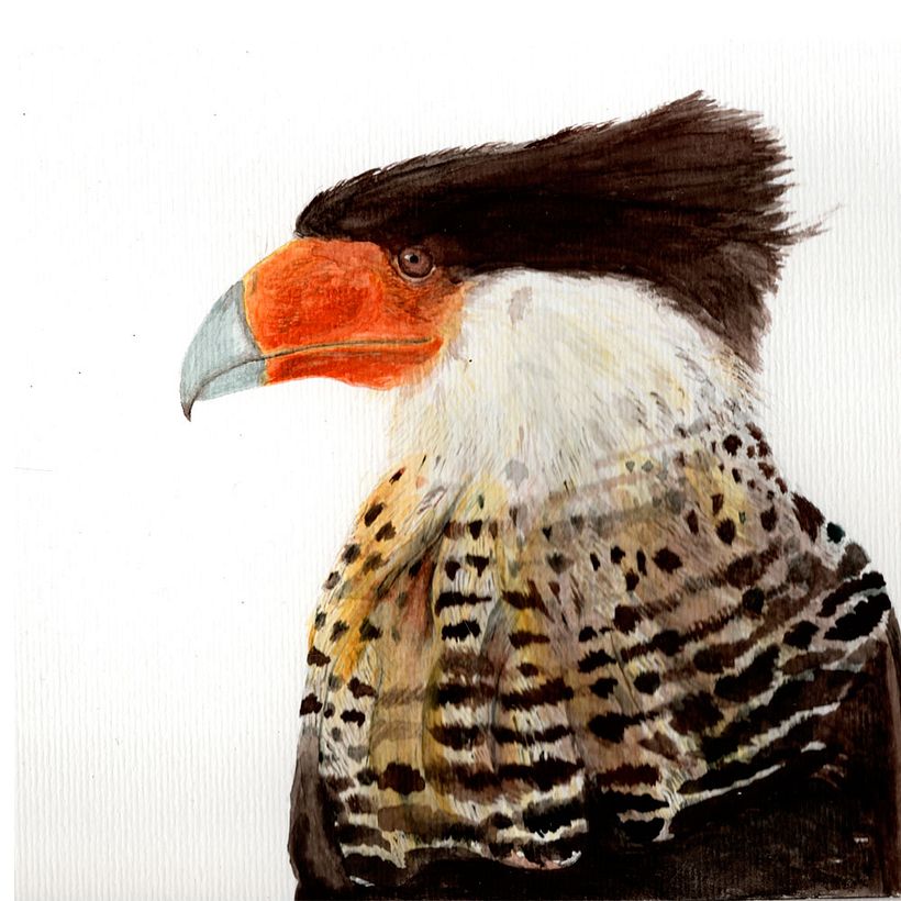 Mi Proyecto del curso: Ilustración naturalista de aves con acuarela 0