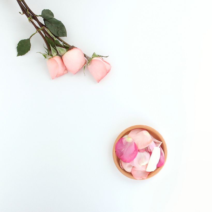 Cúrcuma . teñido textil 1