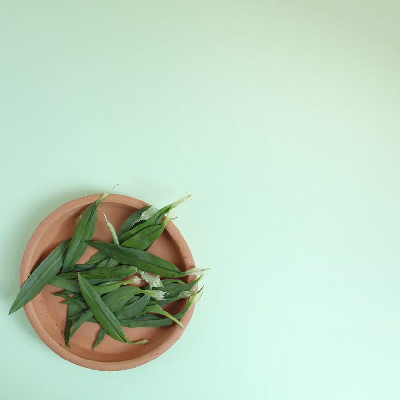 Cúrcuma . teñido textil 2