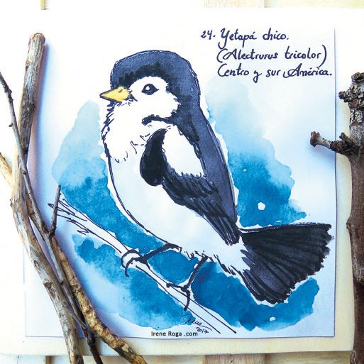 Birdtober 3