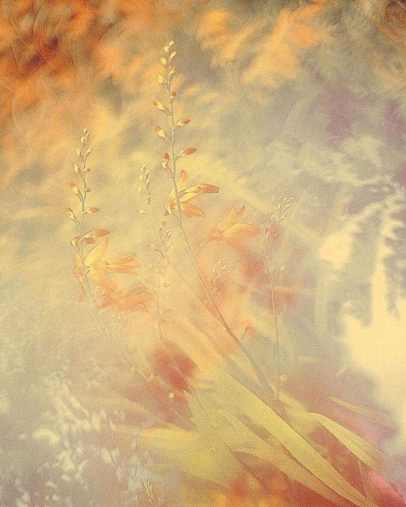 Landscape 19