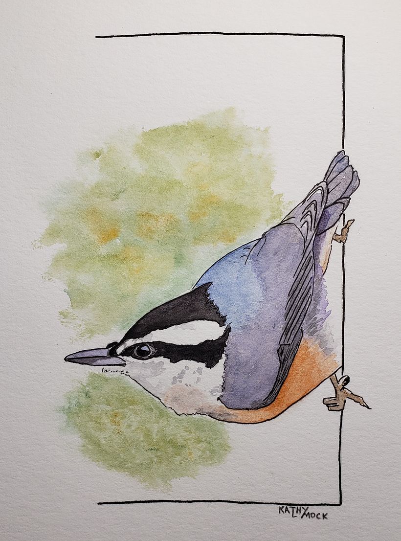 Red-breasted Nuthatch -1