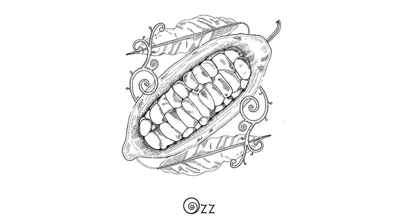 Ilustración de cacao, uno de los ingredientes principales 