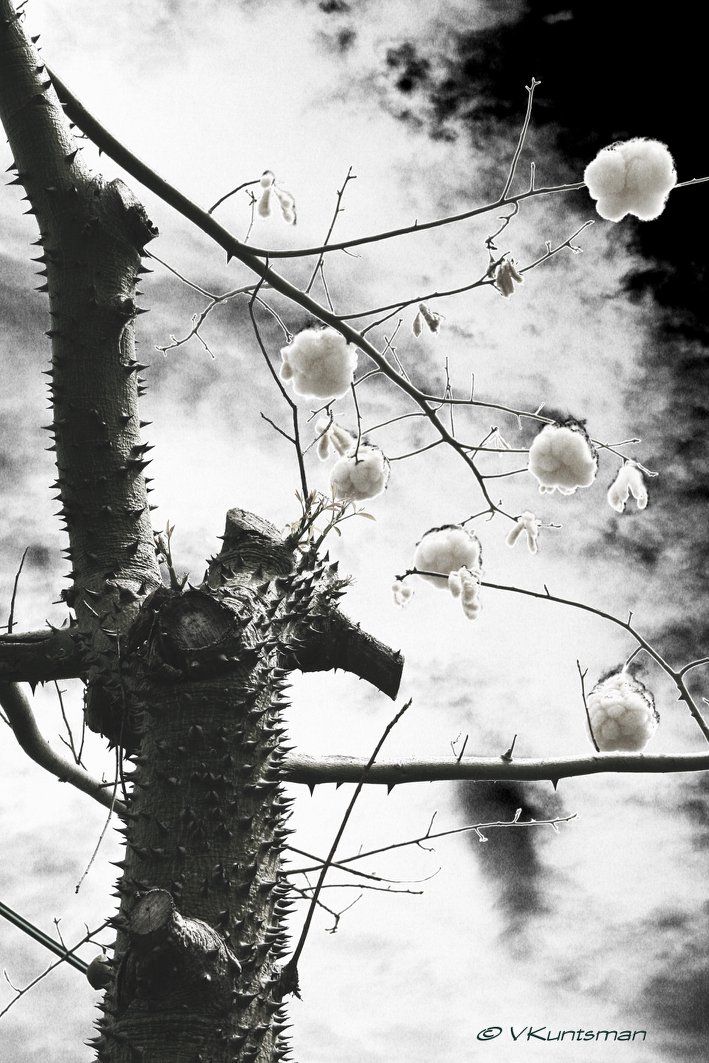 The photo by Vladi Kuntsman which served as inspiration