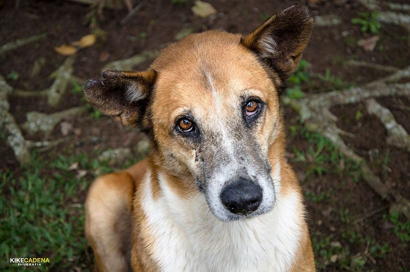 Perro de la calle (Colombia)