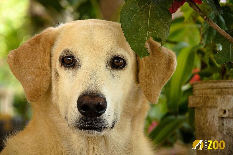 Fundación Refugio Perro Calle (Colombia)