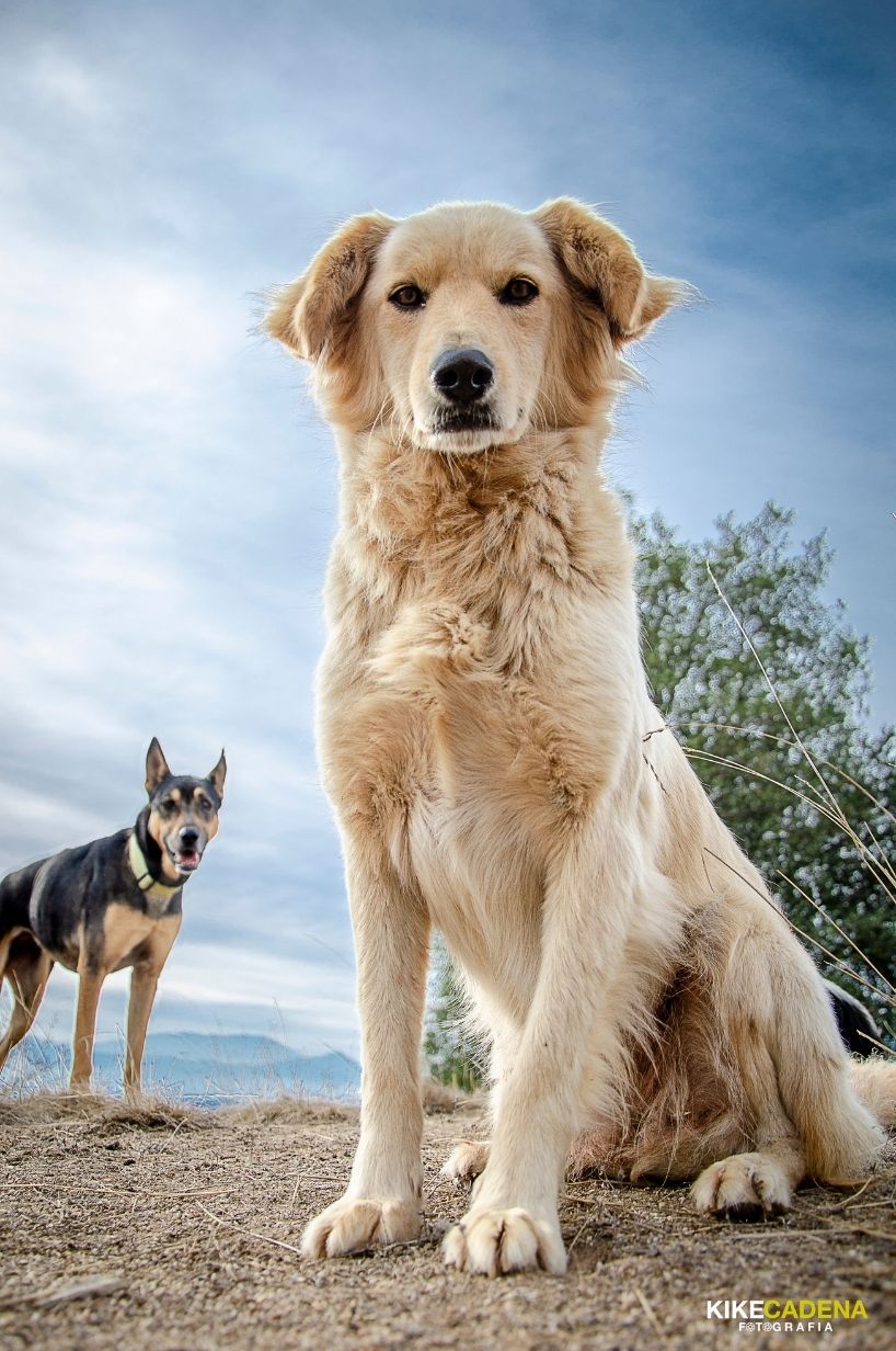 Fundación El Poder de la Manada (Chile)