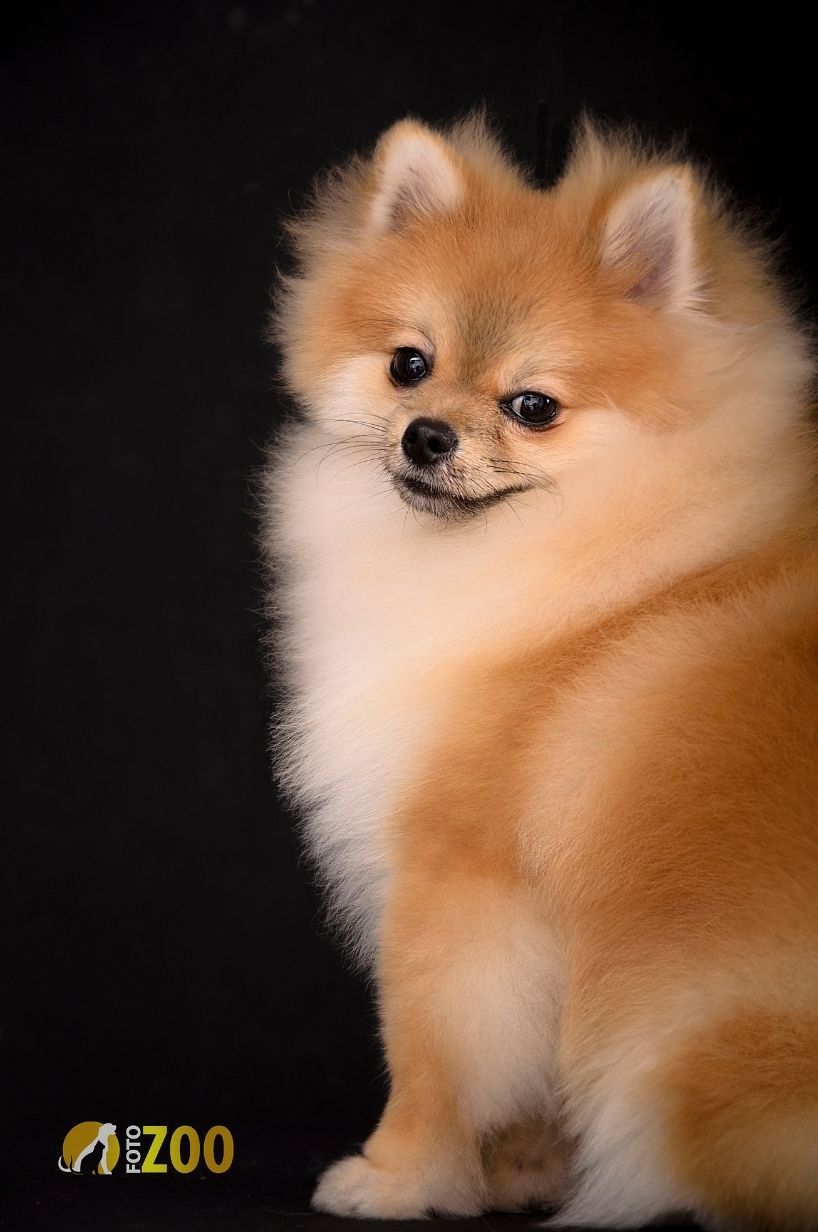 El Tigre (Joven Campeón Colombiano)