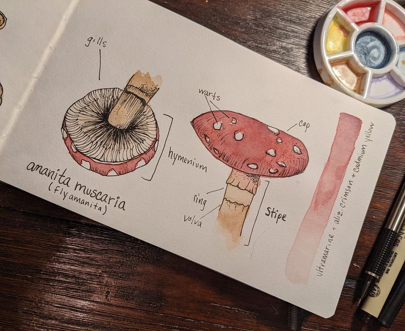 My project in Botanical Watercolor Sketchbook course 1
