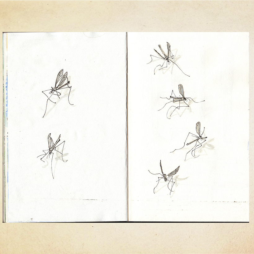 Crane Fly