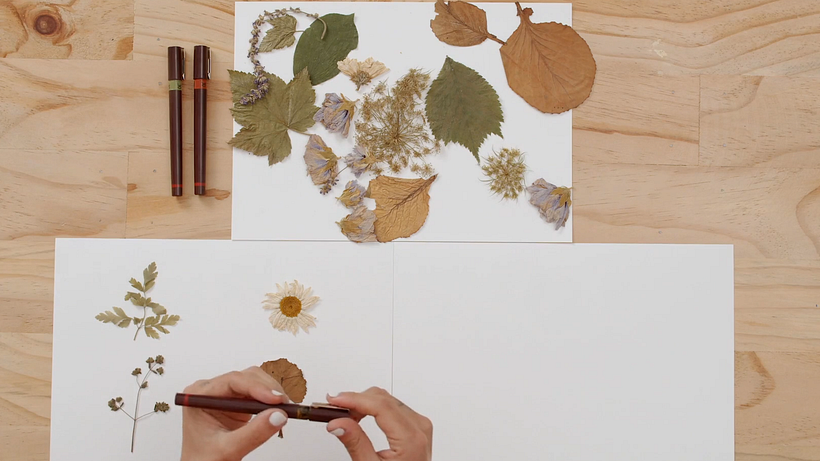 Drawing Tutorial: Learn How to Draw Plants 6