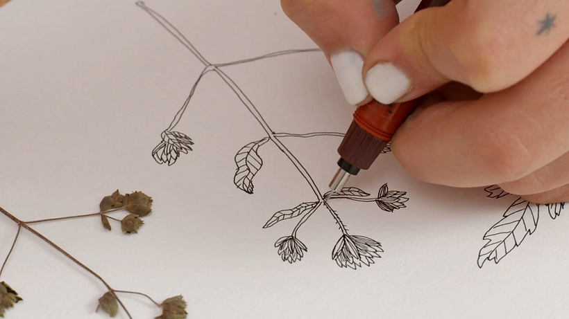 Drawing Tutorial: Learn How to Draw Plants 7