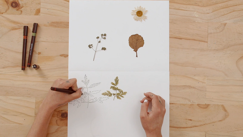 Drawing Tutorial: Learn How to Draw Plants 9