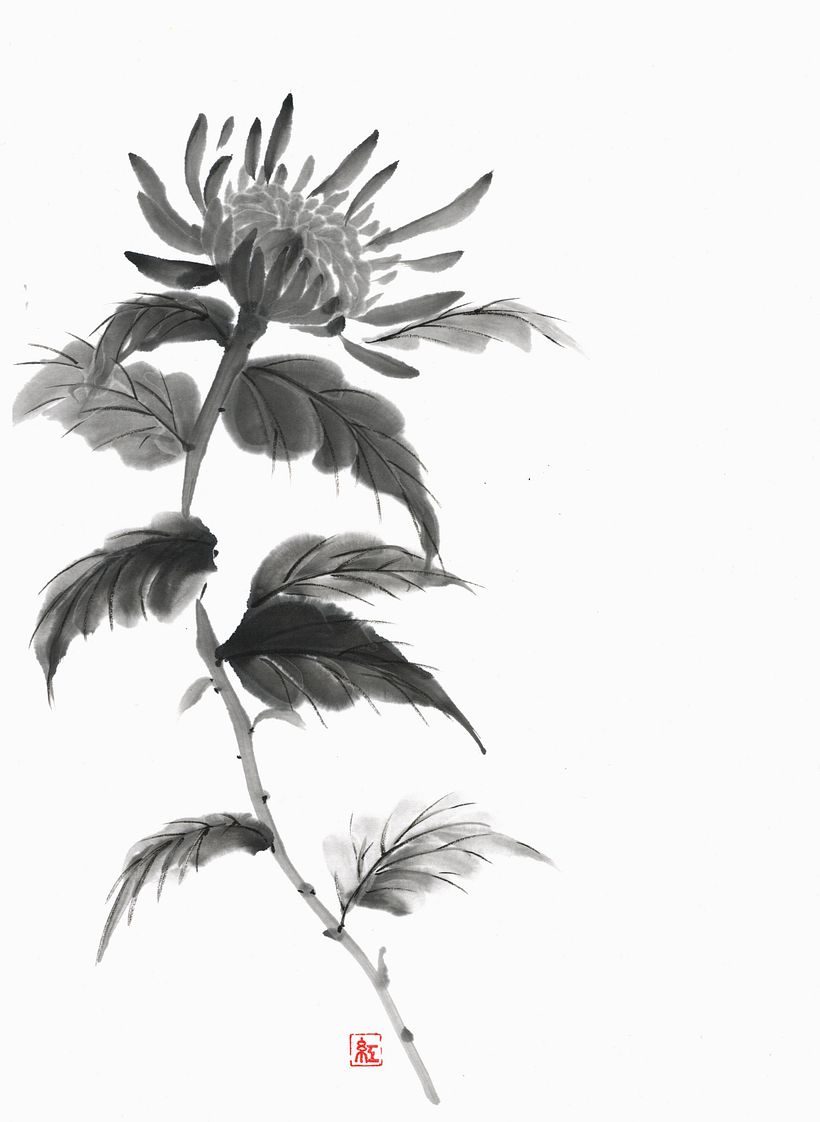 Chrysanthemum 