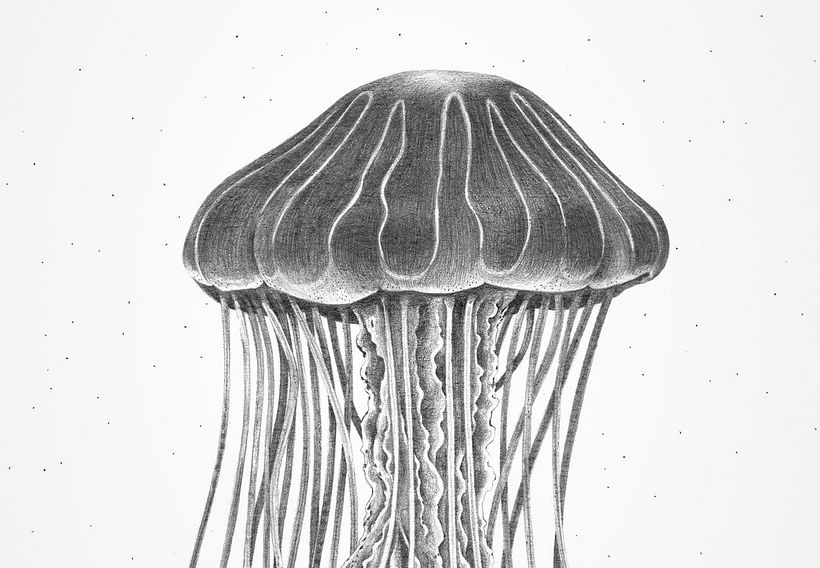 Undersee - Traditional illustration