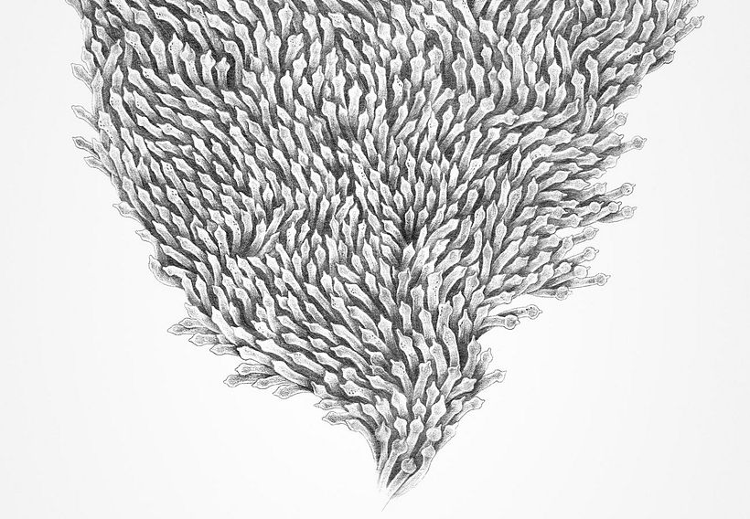 Undersee - Traditional illustration