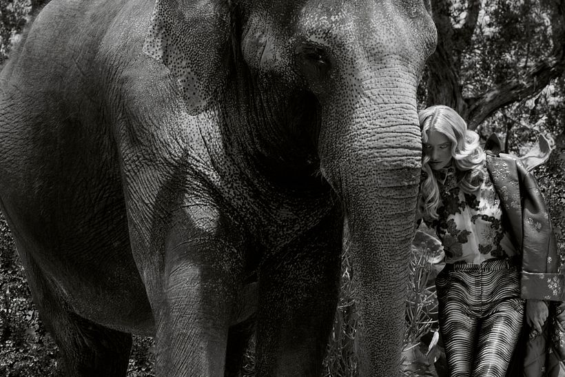 D´SCENE: Autumn For The Elephants -1