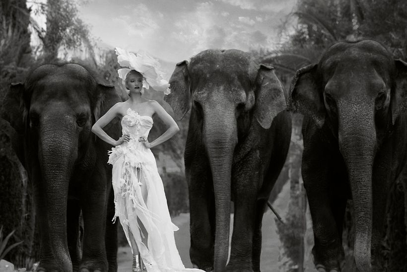 D´SCENE: Autumn For The Elephants 1