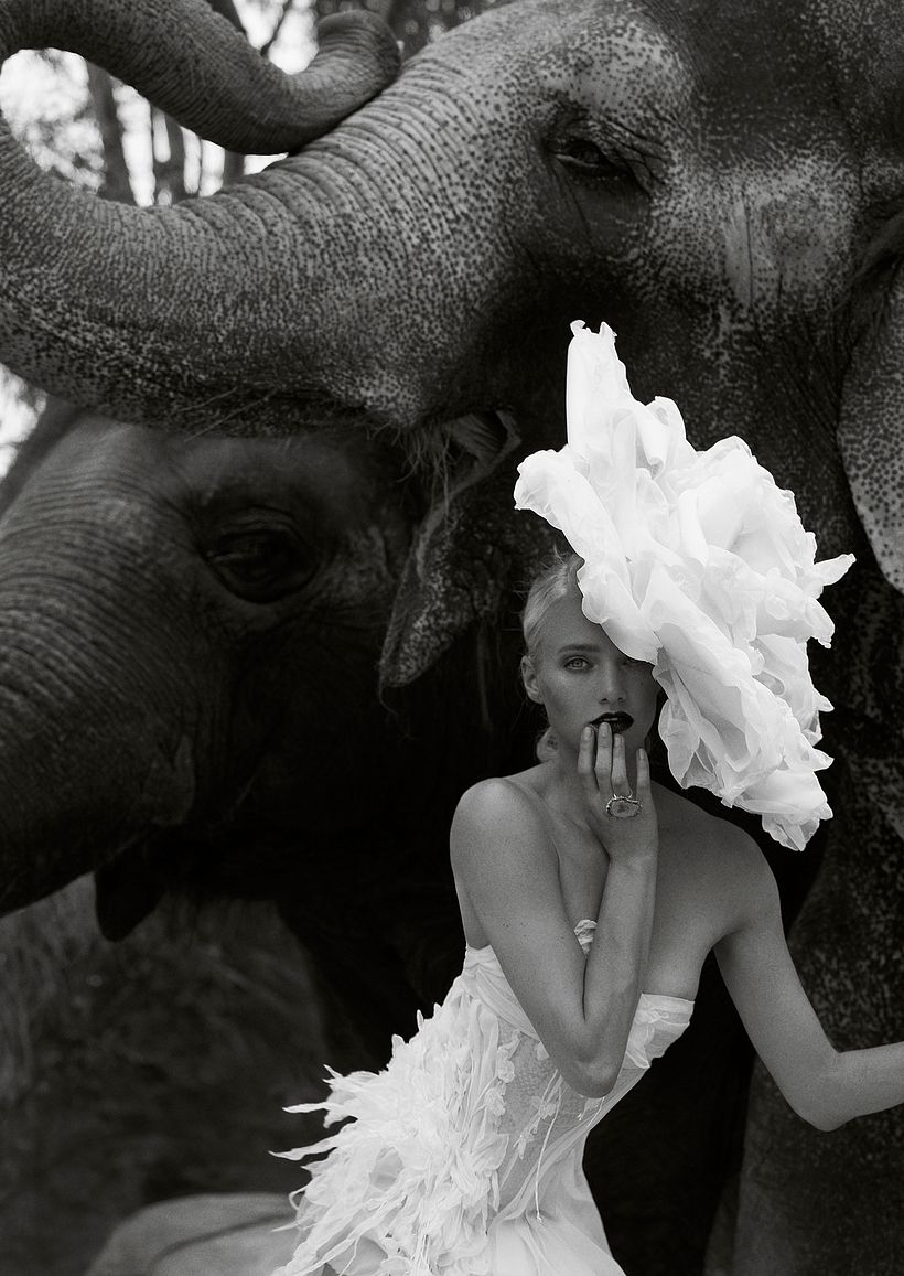 D´SCENE: Autumn For The Elephants 2