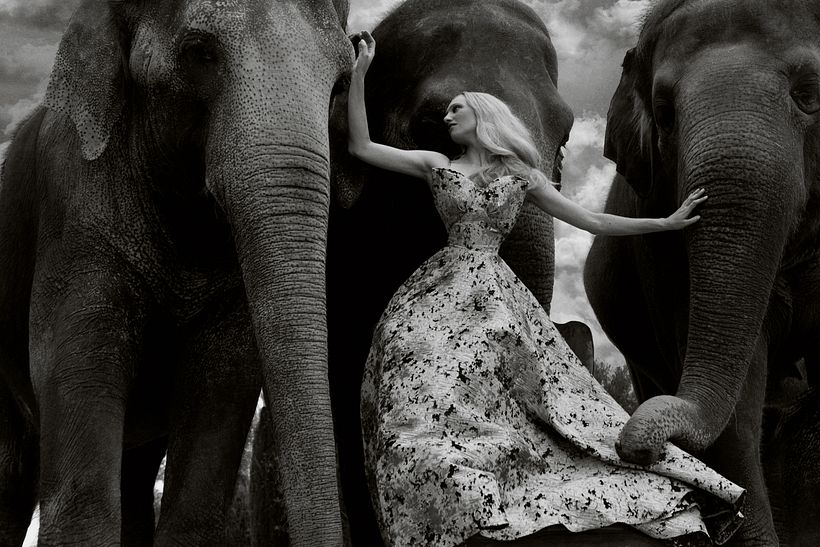 D´SCENE: Autumn For The Elephants 3