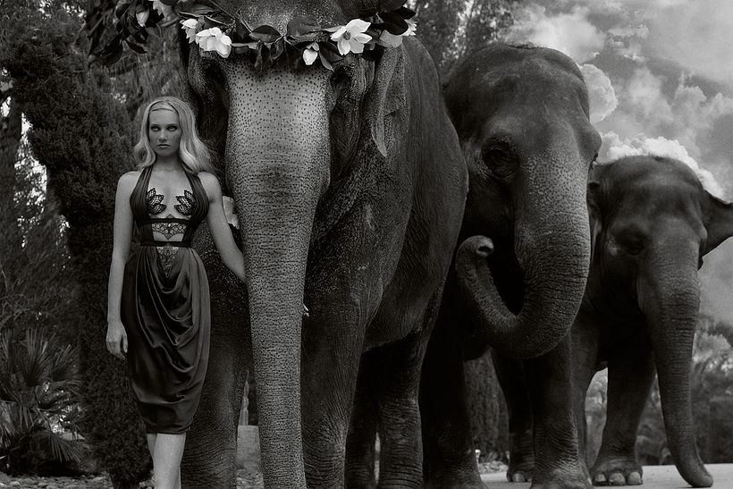 D´SCENE: Autumn For The Elephants 8