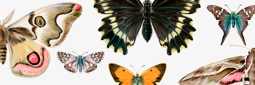 Chile, un Jardín de Mariposas 0