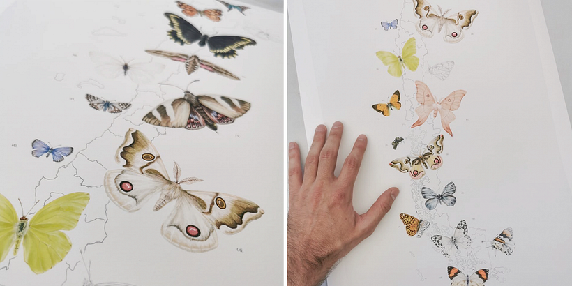 Chile, un Jardín de Mariposas 4