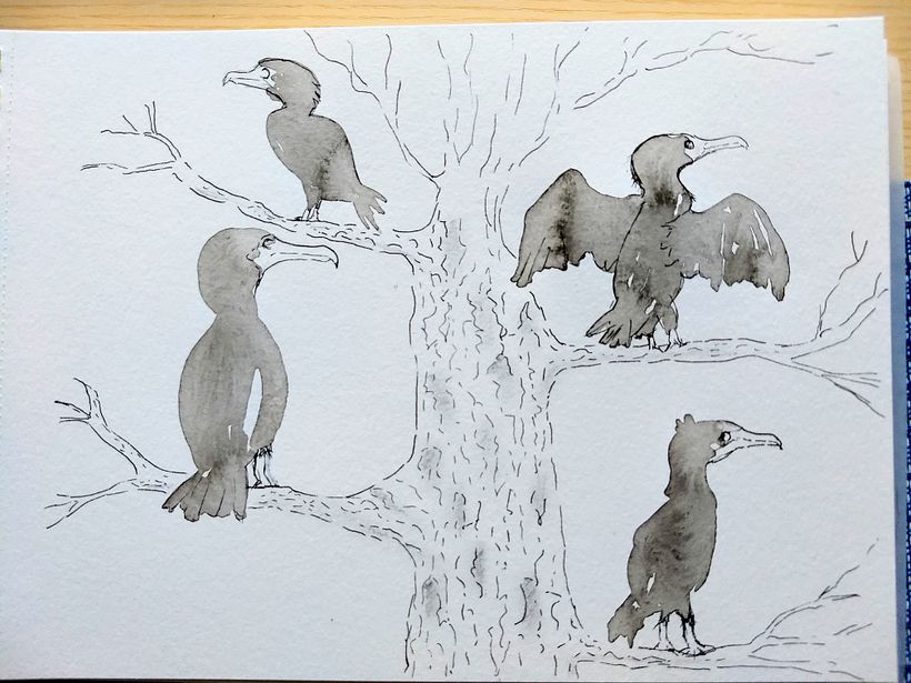 My updated project in Illustrating Nature: A Creative Exploration course 1