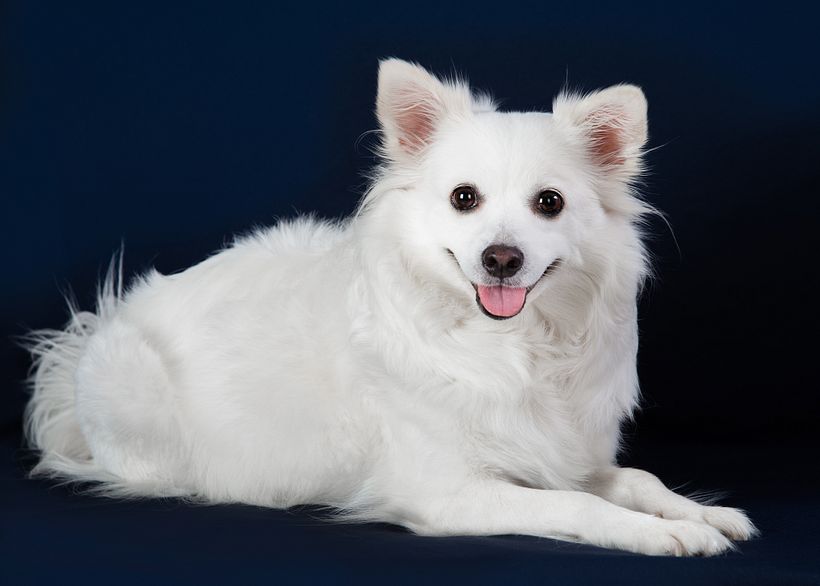 Mehmet Onengut's project in Introduction to Dog Photography course 0