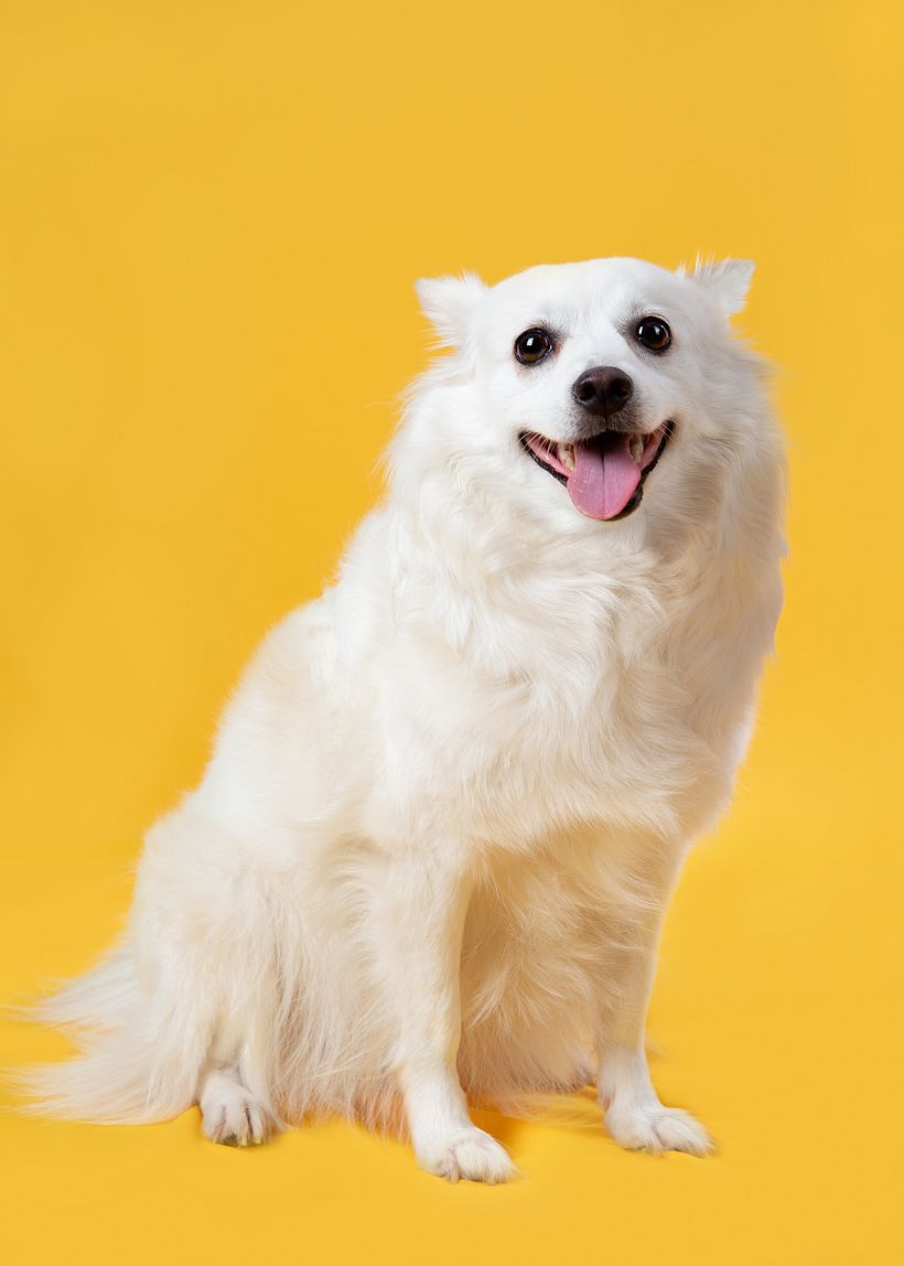 Mehmet Onengut's project in Introduction to Dog Photography course 1