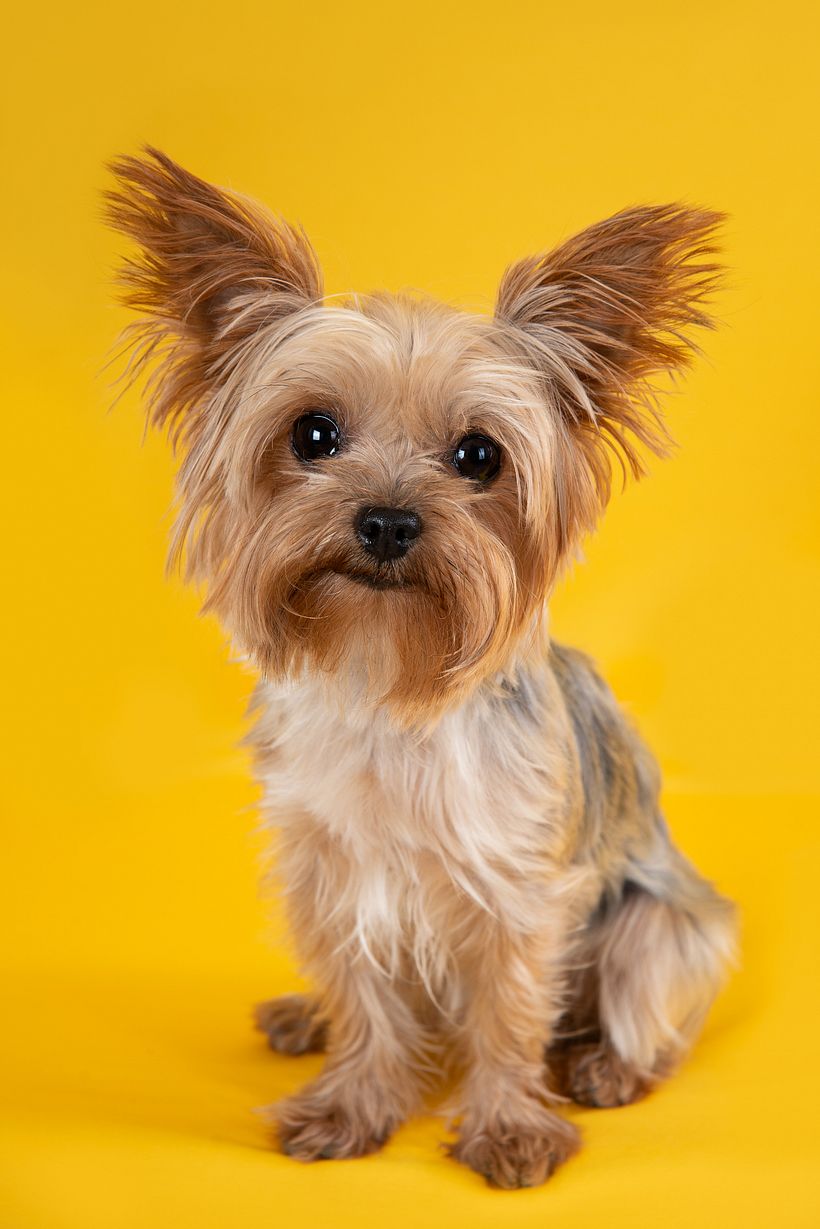 Mehmet Onengut's project in Introduction to Dog Photography course 2
