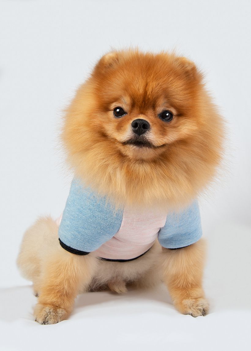 Mehmet Onengut's project in Introduction to Dog Photography course 4