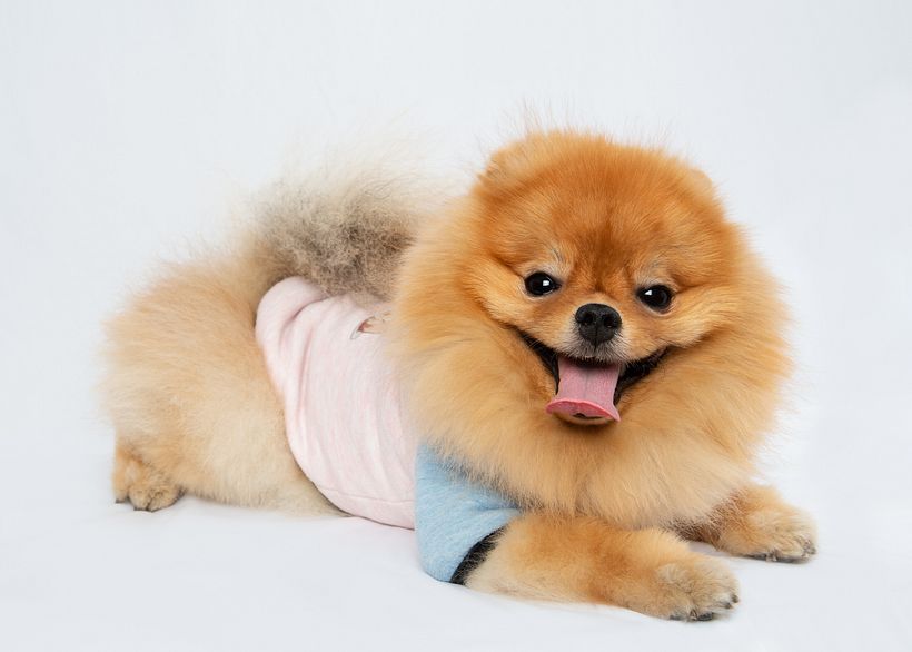 Mehmet Onengut's project in Introduction to Dog Photography course 5