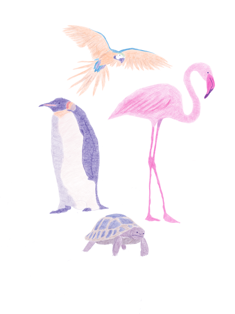 My 2nd project in Digital illustration with coloured pencils 0