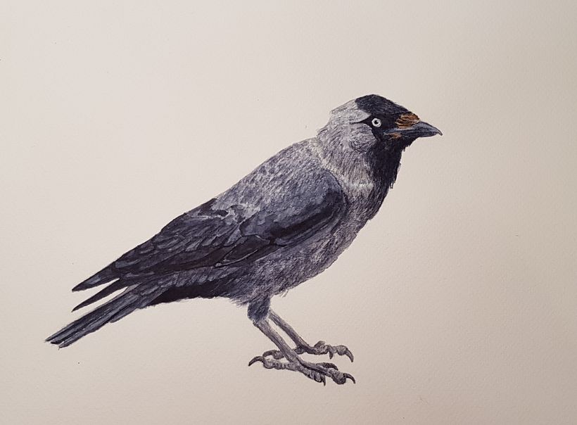 My project in Naturalist Bird Illustration with Watercolors course 0