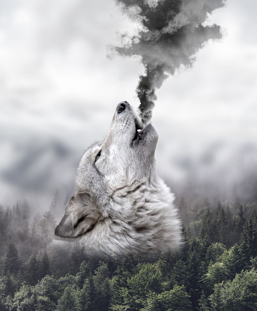 "HOWL " 11