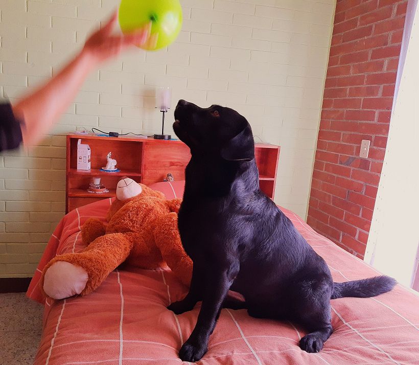Mi Proyecto del curso: Disfrutando con Dogo 0