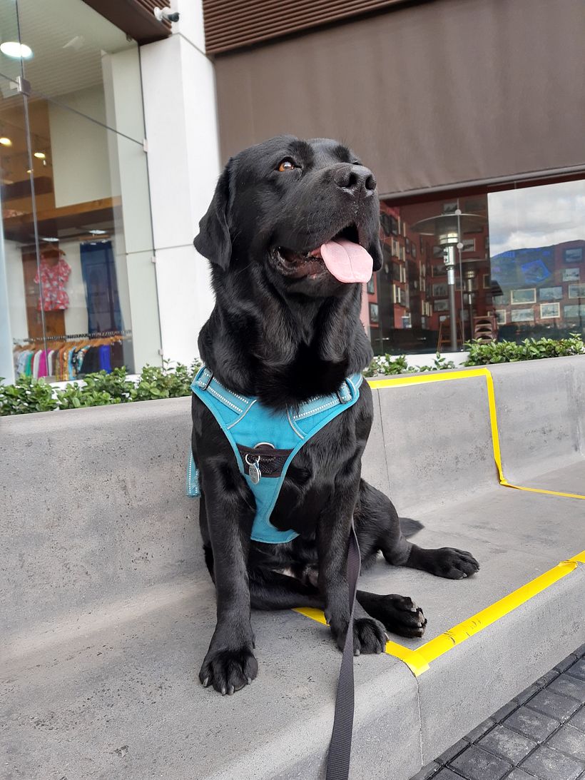 Mi Proyecto del curso: Disfrutando con Dogo 1