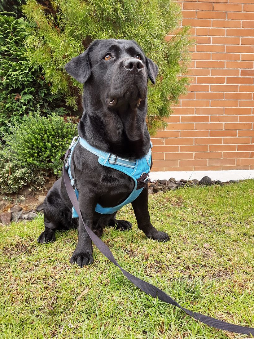 Mi Proyecto del curso: Disfrutando con Dogo 2