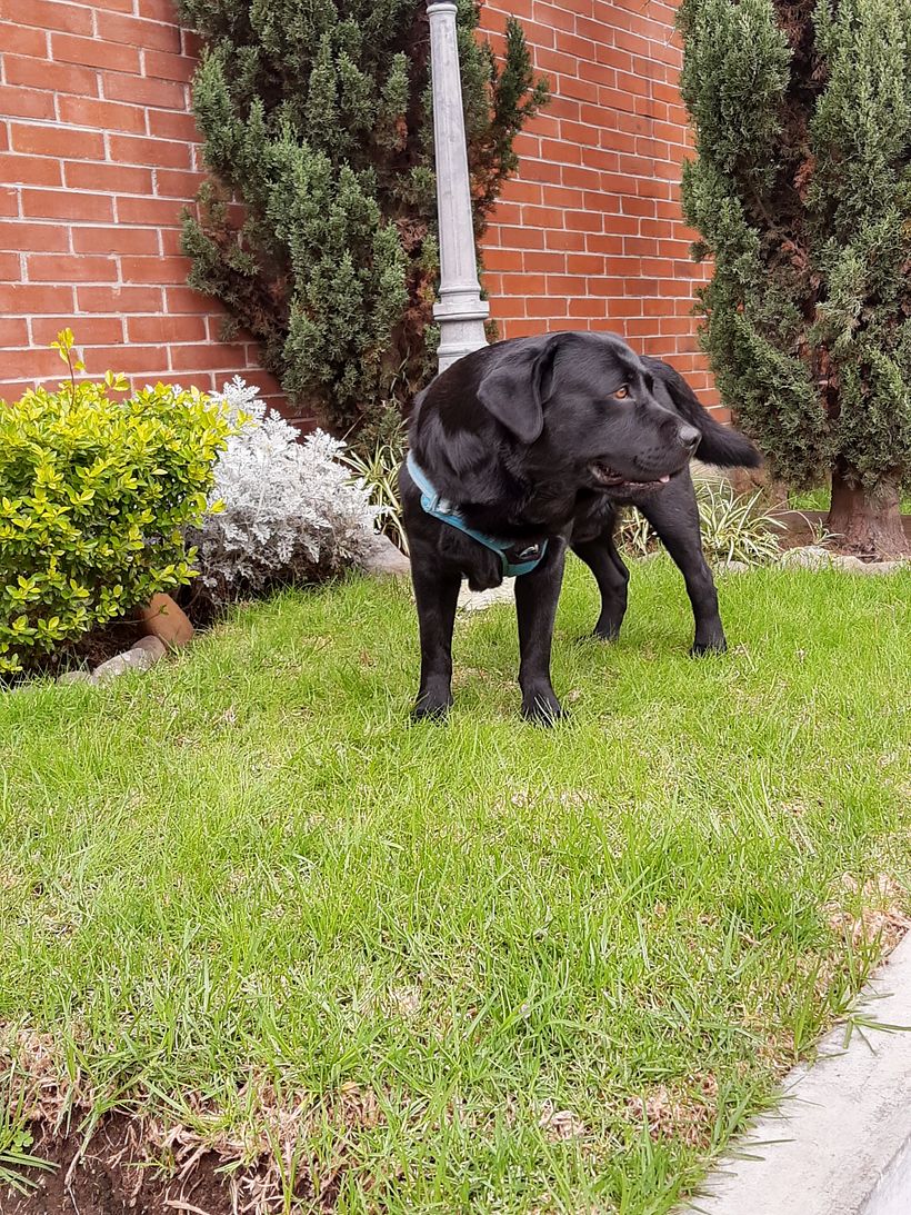 Mi Proyecto del curso: Disfrutando con Dogo 3
